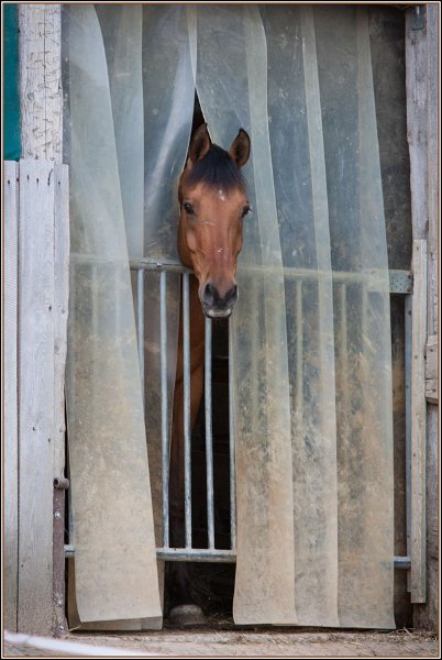 Asbach Fohlenshow 2014 058